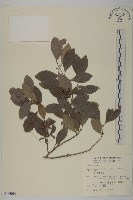 日本賽衛矛、日本假衛矛藏品圖，第1張