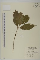 草珊瑚、紅果金粟蘭藏品圖，第1張