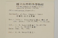 草珊瑚、紅果金粟蘭藏品圖，第2張