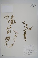 圓葉山梗菜藏品圖，第1張