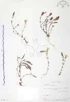 玉山龍膽藏品圖，第1張