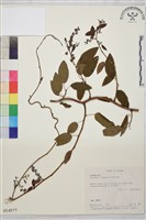 臺灣黃鱔藤藏品圖，第1張