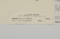 玉山抱莖籟簫藏品圖，第3張