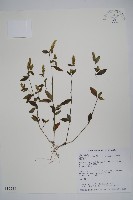 狹葉爵床藏品圖，第1張