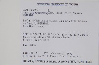 狹葉爵床藏品圖，第2張