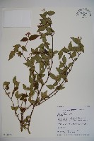 宜昌莢迷藏品圖，第1張