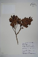 太平山冬青藏品圖，第1張