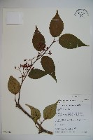 松田氏莢迷、宜昌莢迷藏品圖，第1張