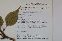 松田氏莢迷、宜昌莢迷藏品圖，第2張