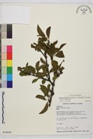 清水鼠李藏品圖，第1張