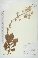 裂葉艾納香藏品圖，第1張