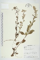 生毛將軍藏品圖，第1張