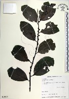 黃心柿藏品圖，第1張