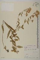 臺灣馬蘭藏品圖，第1張