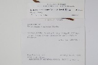 假酸漿藏品圖，第2張