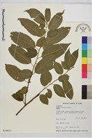 桶鉤藤藏品圖，第1張