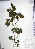 圓葉金午時花藏品圖，第1張