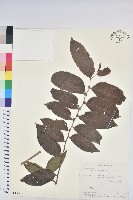 菲律賓饅頭果藏品圖，第1張