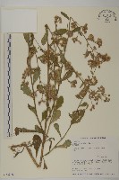 生毛將軍藏品圖，第1張