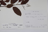 厚殼樹藏品圖，第2張