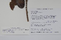 松田氏冬青藏品圖，第2張