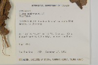 旗山艾納香藏品圖，第2張