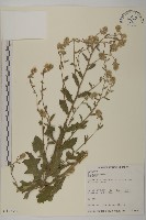 旗山艾納香藏品圖，第1張