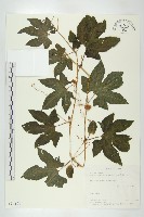 木鱉子藏品圖，第1張