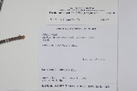 厚殼樹藏品圖，第2張