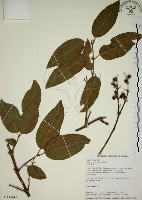 大葉溲疏藏品圖，第1張