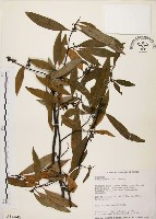 山胡椒藏品圖，第1張