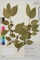 中原氏鼠李藏品圖，第2張