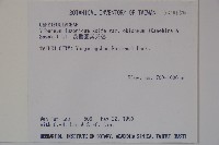 長橢圓葉莢迷藏品圖，第2張