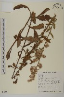 七里明艾納香藏品圖，第1張