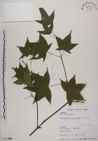 青楓藏品圖，第1張