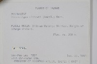 瓜馥木藏品圖，第2張