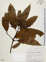 香楠藏品圖，第1張