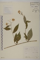 大頭艾納香藏品圖，第1張