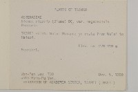 大頭艾納香藏品圖，第2張