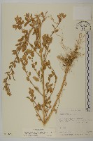 變葉藜藏品圖，第1張