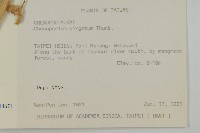 變葉藜藏品圖，第2張