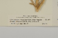 變葉藜藏品圖，第3張