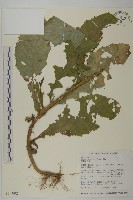 裂葉艾納香藏品圖，第1張