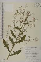 裂葉艾納香藏品圖，第1張