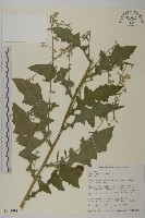 裂葉艾納香藏品圖，第1張