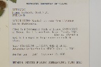 裂葉艾納香藏品圖，第2張