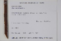 木蠟樹、山漆藏品圖，第2張