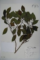 鐵冬青藏品圖，第1張