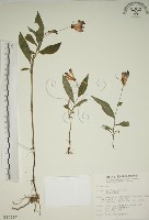 臺灣油點草藏品圖，第1張