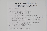 長花厚殼樹藏品圖，第2張